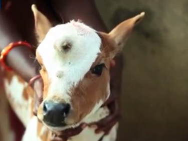 Чудо! В Индия се роди теле с три очи - почитат го като Бог (ВИДЕО)