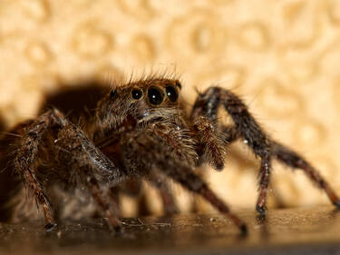 Филмите за ужаси с гигантски паяци стават реалност?