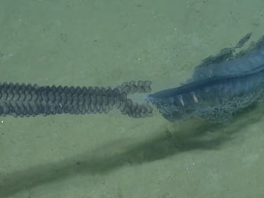 Уау! Откриха поредното морско чудовище (ВИДЕО)