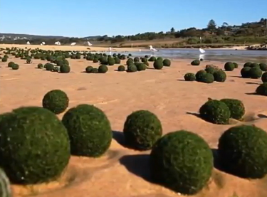 Няма да повярвате какво откриха туристи на плаж в Австралия (ВИДЕО)
