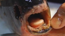 Уловиха риба с човешки зъби в Русия (ВИДЕО)