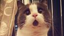 Новият хит в интернет - Изненаданото коте (СНИМКИ)
