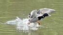 Ловци и еколози заедно пазят птиците от бургаските езера