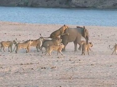 14 освирепели лъва нападат бебе слонче. Вижте как оцеля! (ВИДЕО)