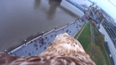 Невероятно! Вижте Лондон чрез камера, прикрепена към гърба на орел (ВИДЕО)