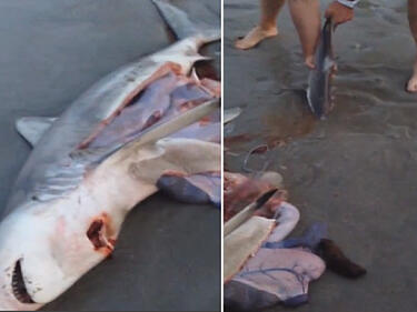 Невиждано! Мъж "изражда" мъртва акула (ВИДЕО)