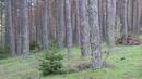 Защо съхнат иглолистни гори в Северозападна България