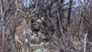 19 елена лопатари бяха пуснати в Източни Родопи