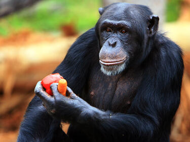 Ето как си казват "Здравей" шимпанзетата