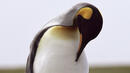 Пингвин влезе в историята - присъдиха му изкуствен клюн 