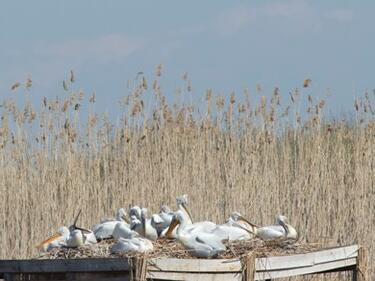 Птичи грип виновен за смъртта на пеликаните в "Сребърна"
