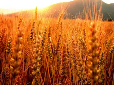 Декарите с пшеница са 2 млн. по-малко от миналата година