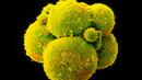 Китай модифицира човешки ембриони