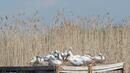 42 станаха мъртвите пеликани в "Сребърна" 