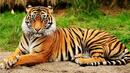 Борбата с бракониерите довела до ръст в популацията на тигрите