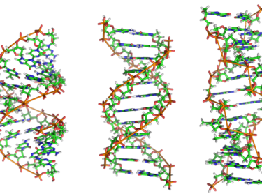 Изкуствена ДНК се свързва като истинска