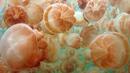Милиони медузи в едно малко езеро (ВИДЕО)