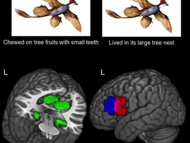 Ето как се образуват нови знания в мозъка