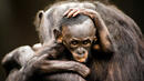 Правителството на САЩ забрани опитите с шимпанзета