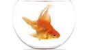 Канада призовава гражданите си да не хвърлят златни рибки в тоалетната