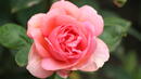 ГМО рози ще върнат аромата на красивото цвете