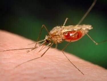 Одобрена е нова ефикасна ваксина срещу малария