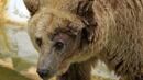 Мечка от плевенския зоопарк „Кайлъка“ избяга