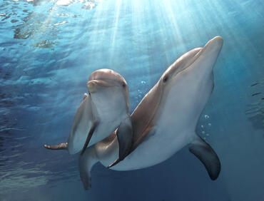 5 нови сигнала за мъртви делфини са получени в РИОСВ-Бургас