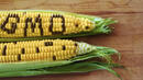 Шотландия забранява отглеждането на ГМО 