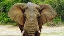Слоновете дават нов поглед върху борбата с рака
