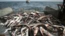 Европейски рибари печелят пари от улов на отпадъци