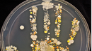 Микроби от отпечатъка на 8-годишно дете след игра навън