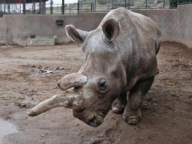 Отиват си последните бели носорози в света