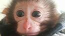 Служители на софийския Зоопарк осиновиха маймунчето Алф
