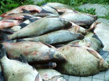 Заловиха бракониери със 150 кг риба на яз.„Жребчево"