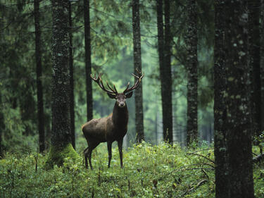 България трета в Европа въвежда най-новите изисквания за отговорно управление на горите