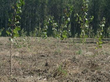 Залесяват 1135 дка нови гори в Североизточна България
