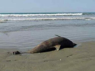 Властта притеснена от масовия мор на делфини в Черно море