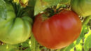 Брюксел не е забранявал розовия домат "Биволско сърце"