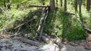 204 дървета са спасени от изсичане в Силистренско