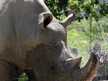 В Зимбабве ще изпилят рогата на 700 носорози, за спрат бракониерите