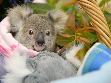 Осиротяла коала се утешава с плюшена „майка”
