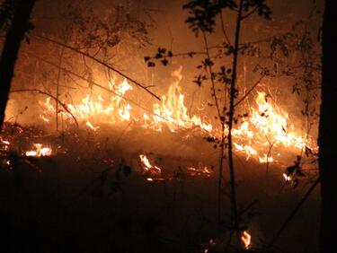 Рекорд: Огнена стихия изпепели 50 хил. дка гори, възстановяването им ще струва милиони