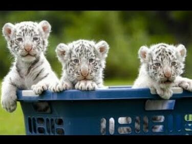 Цели 3 бели тигърчета се родиха в зоопарк в Крим