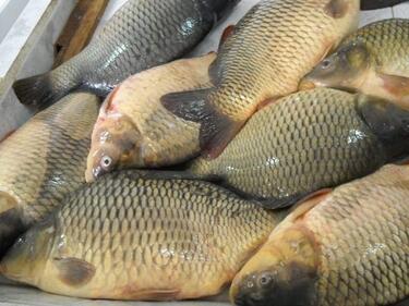 Стотици килограми развалена риба по магазините за Никулден