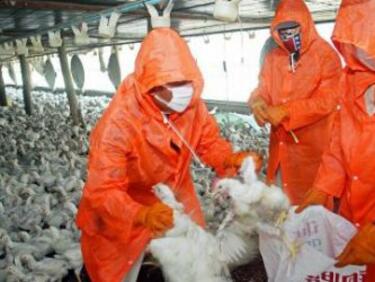 Отпускат 10 млн. лв. за щетите от птичия грип