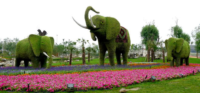 Сред множеството скулптури от растения на Международното градинарско изложение се отличава стадото слонове. 