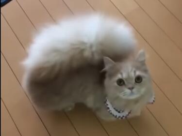 Котката с най-косматата опашка на света (ВИДЕО)