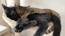 Факти за спящите котки, които 100% не знаете