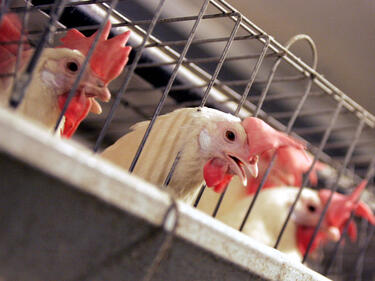 В Русия забраниха вноса на пилешко и яйца от България и Германия
